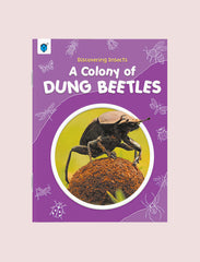 DISCOVERING INSECTS-A COLONY OF DUNG BEETLES