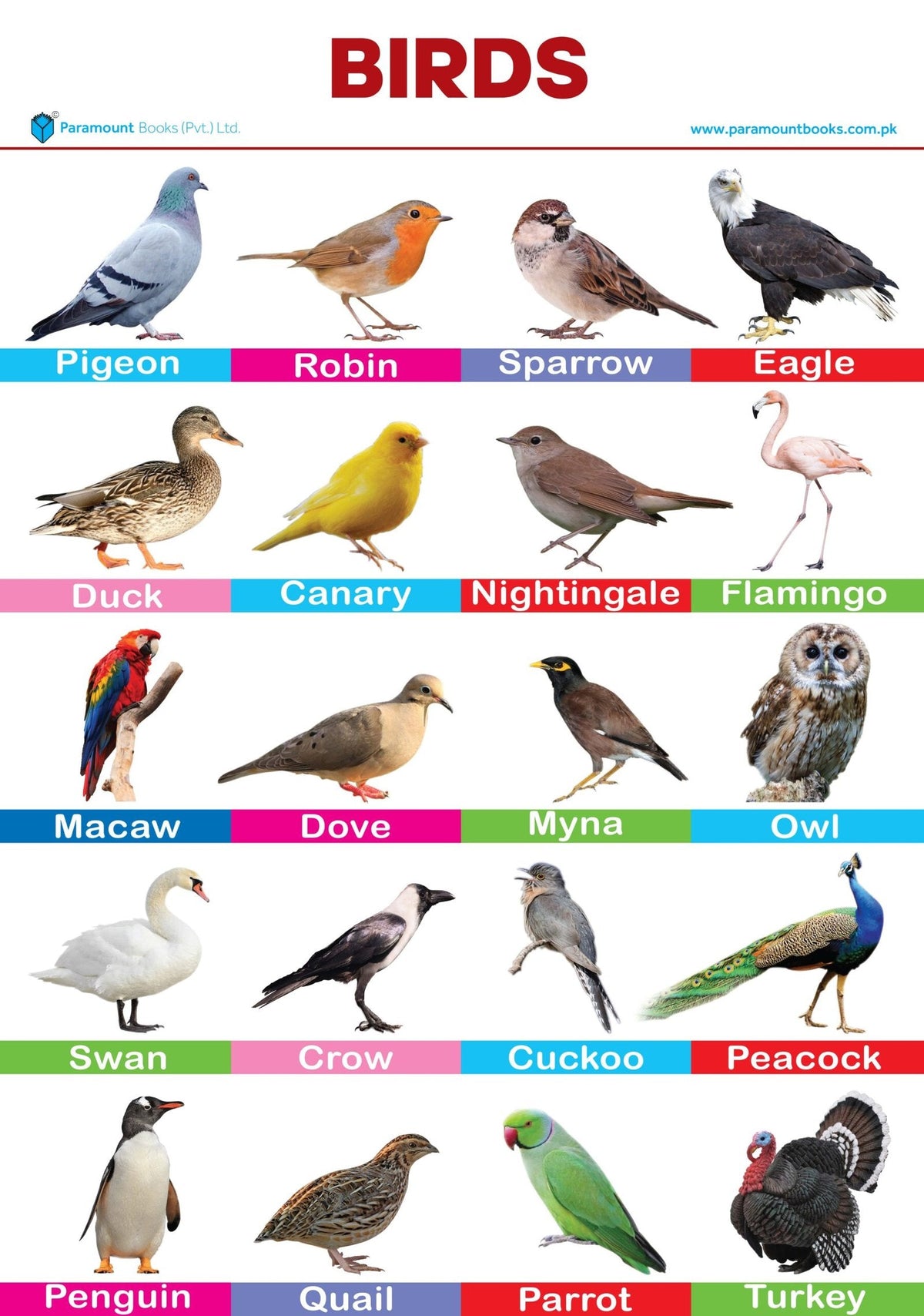 PARAMOUNT WALL CHART-BIRDS