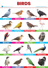 PARAMOUNT WALL CHART-BIRDS